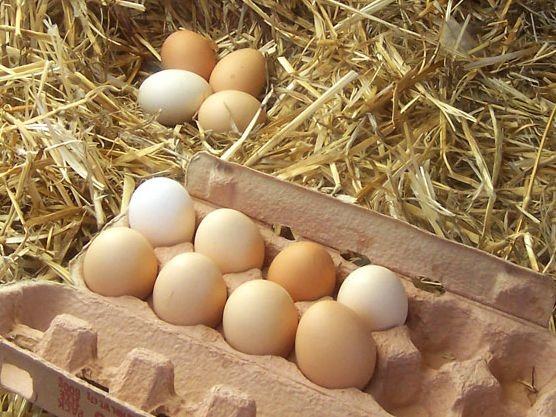 Eggspect Great Local Food!