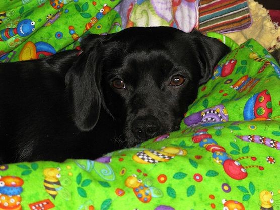 Picking a Bone (and other pet treats)