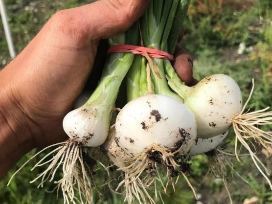 Are you Looking to Add Fresh to your Meals?